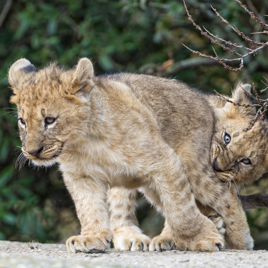 Lion Cubs Playing for 1024 x 1024 iPad resolution