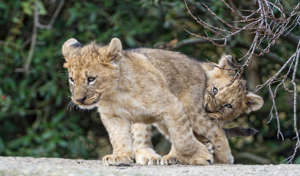 Lion Cubs Playing for 1024 x 600 widescreen resolution