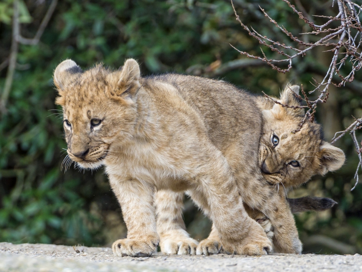 Lion Cubs Playing for 1152 x 864 resolution