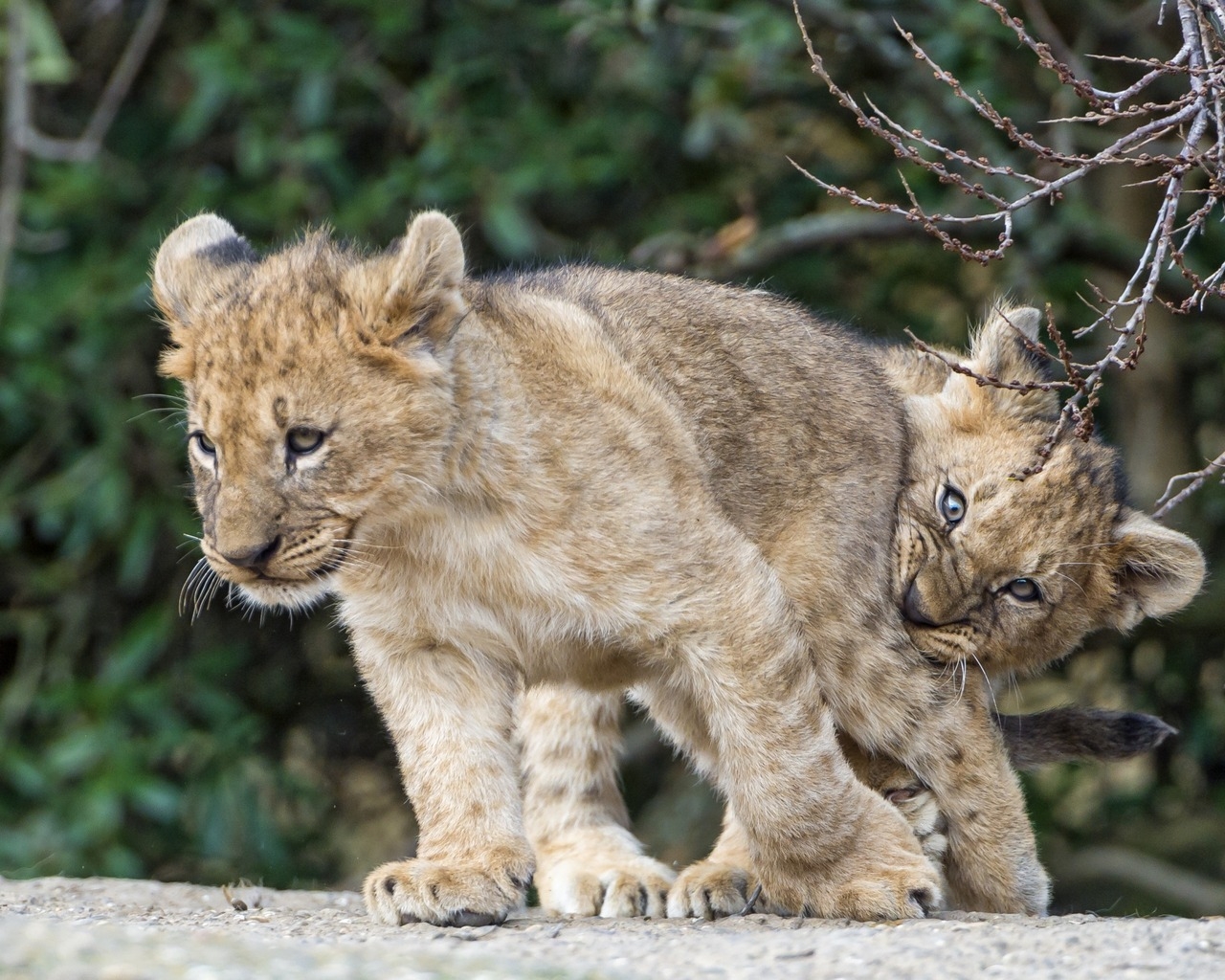 Lion Cubs Playing for 1280 x 1024 resolution