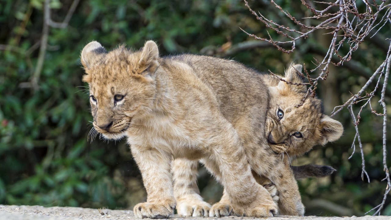 Lion Cubs Playing for 1280 x 720 HDTV 720p resolution