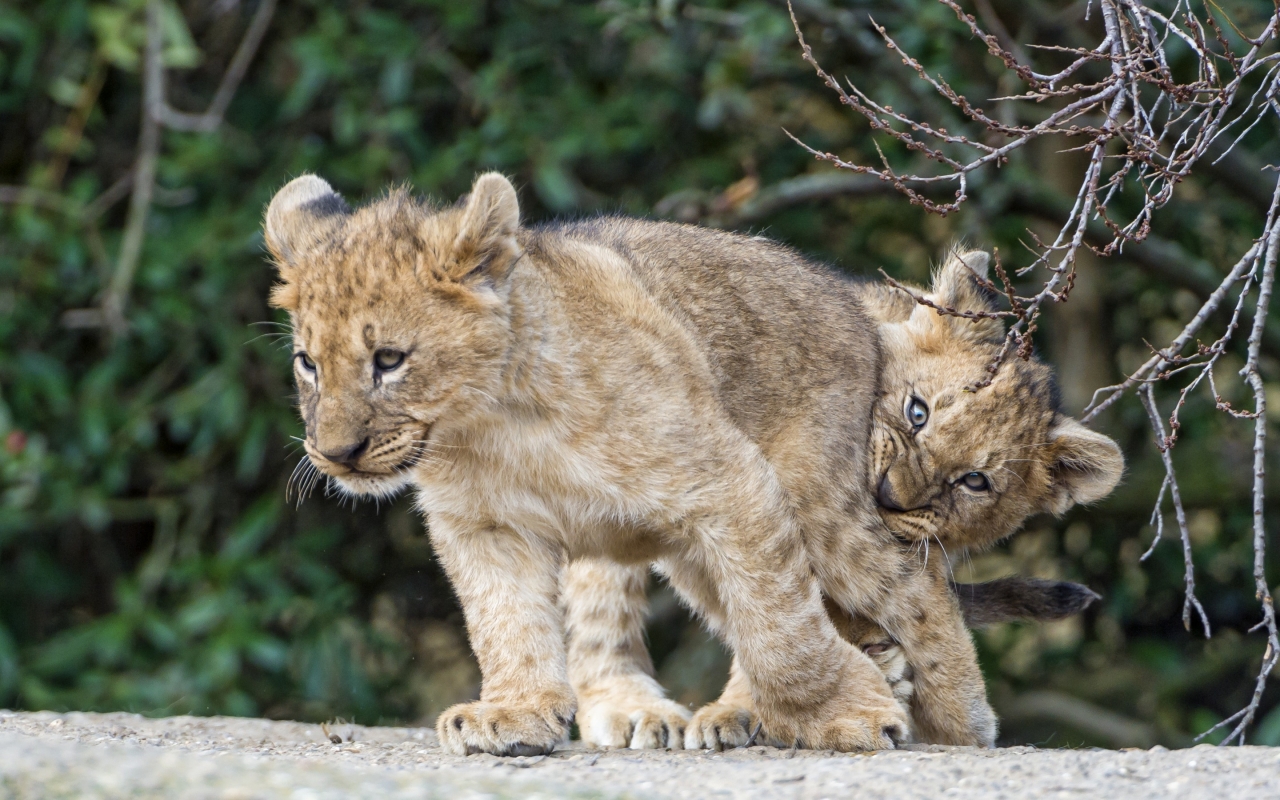 Lion Cubs Playing for 1280 x 800 widescreen resolution