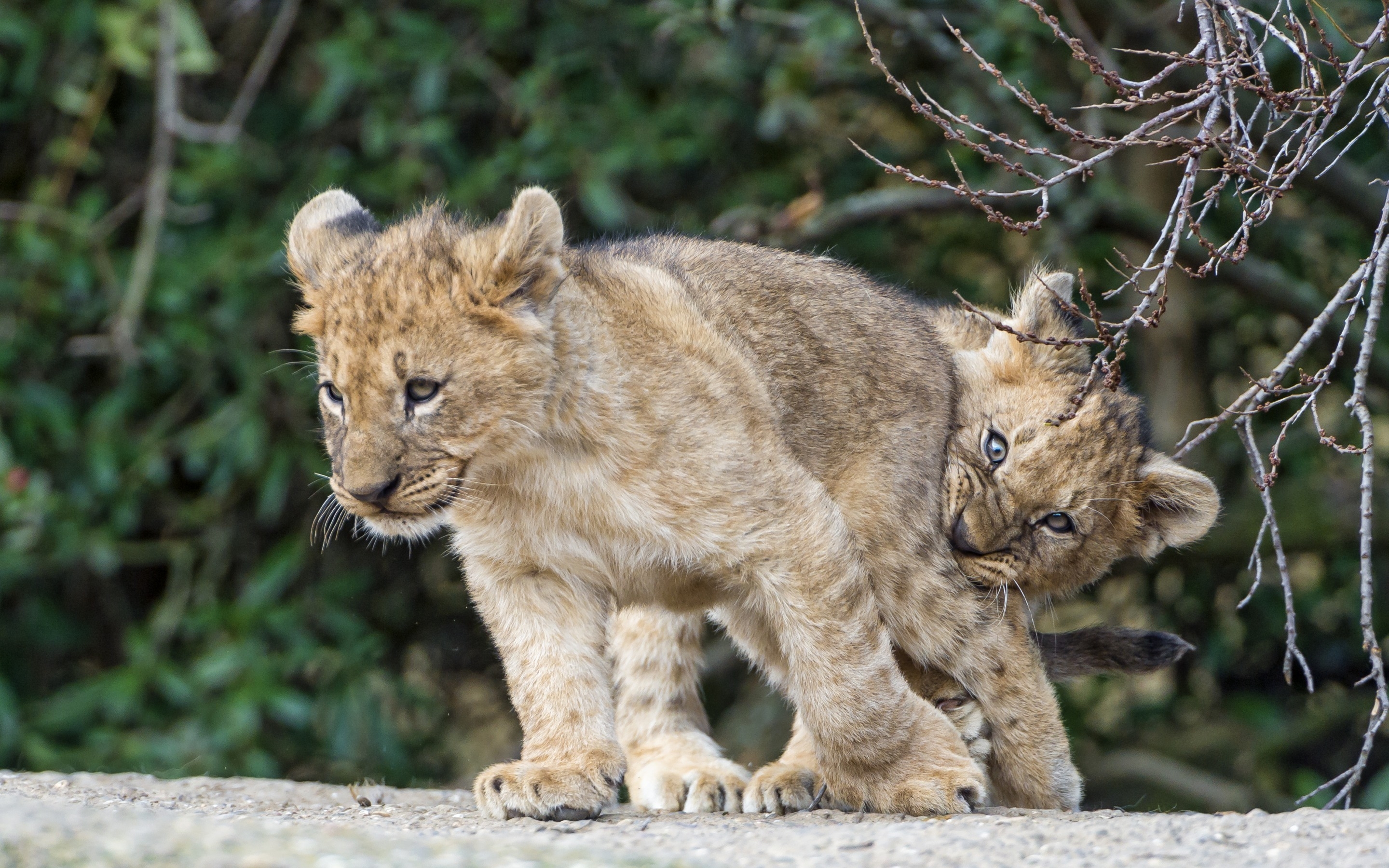 Lion Cubs Playing for 2880 x 1800 Retina Display resolution