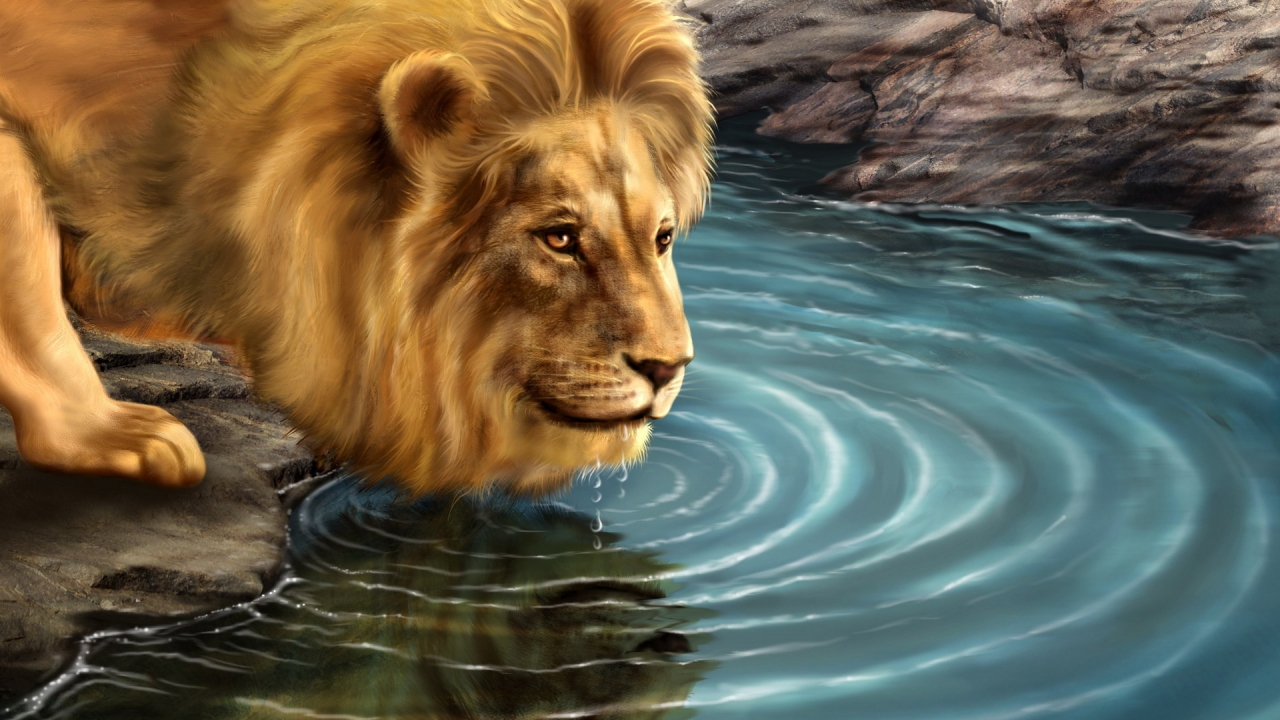 Lion Drinking Water for 1280 x 720 HDTV 720p resolution