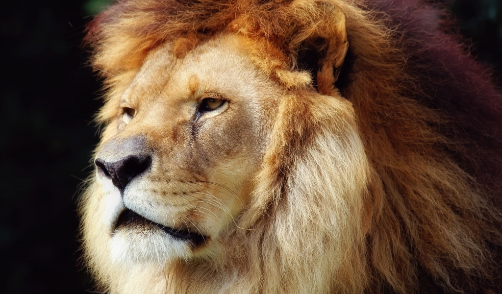 Lion Face for 1024 x 600 widescreen resolution