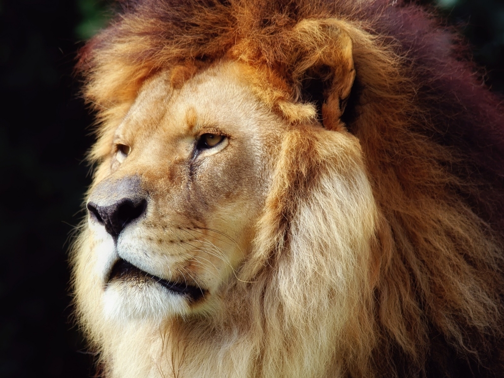 Lion Face for 1024 x 768 resolution