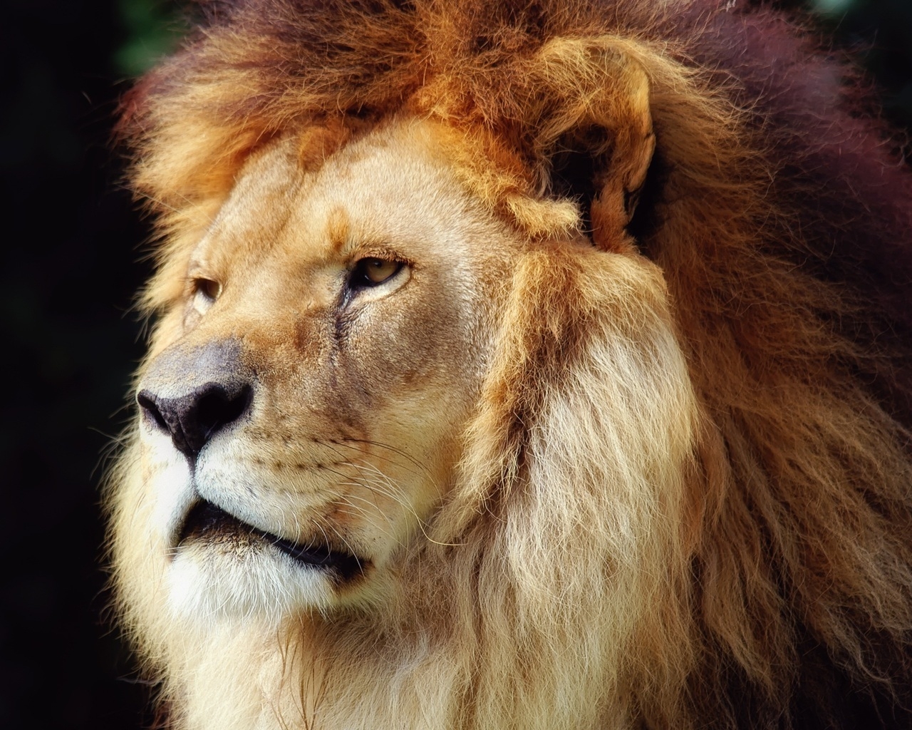 Lion Face for 1280 x 1024 resolution