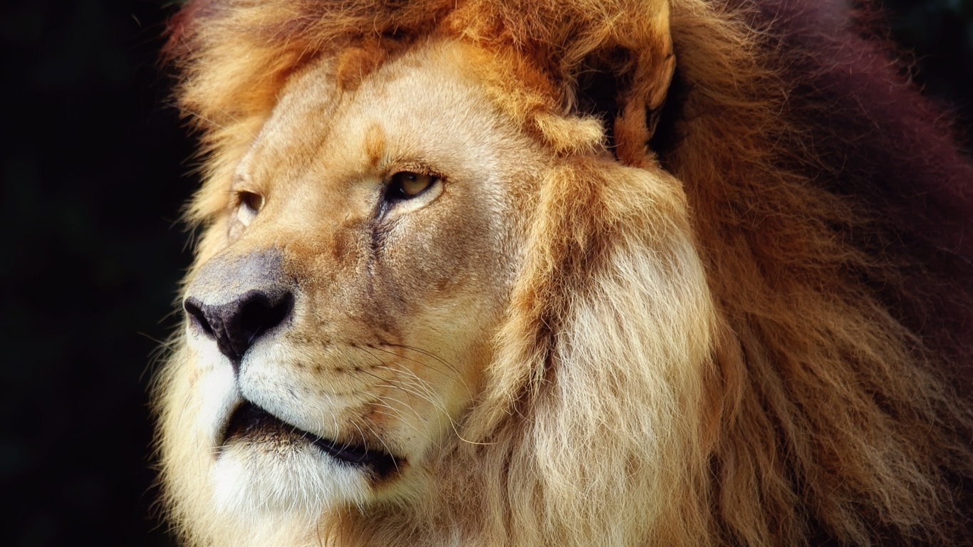Lion Face for 1366 x 768 HDTV resolution