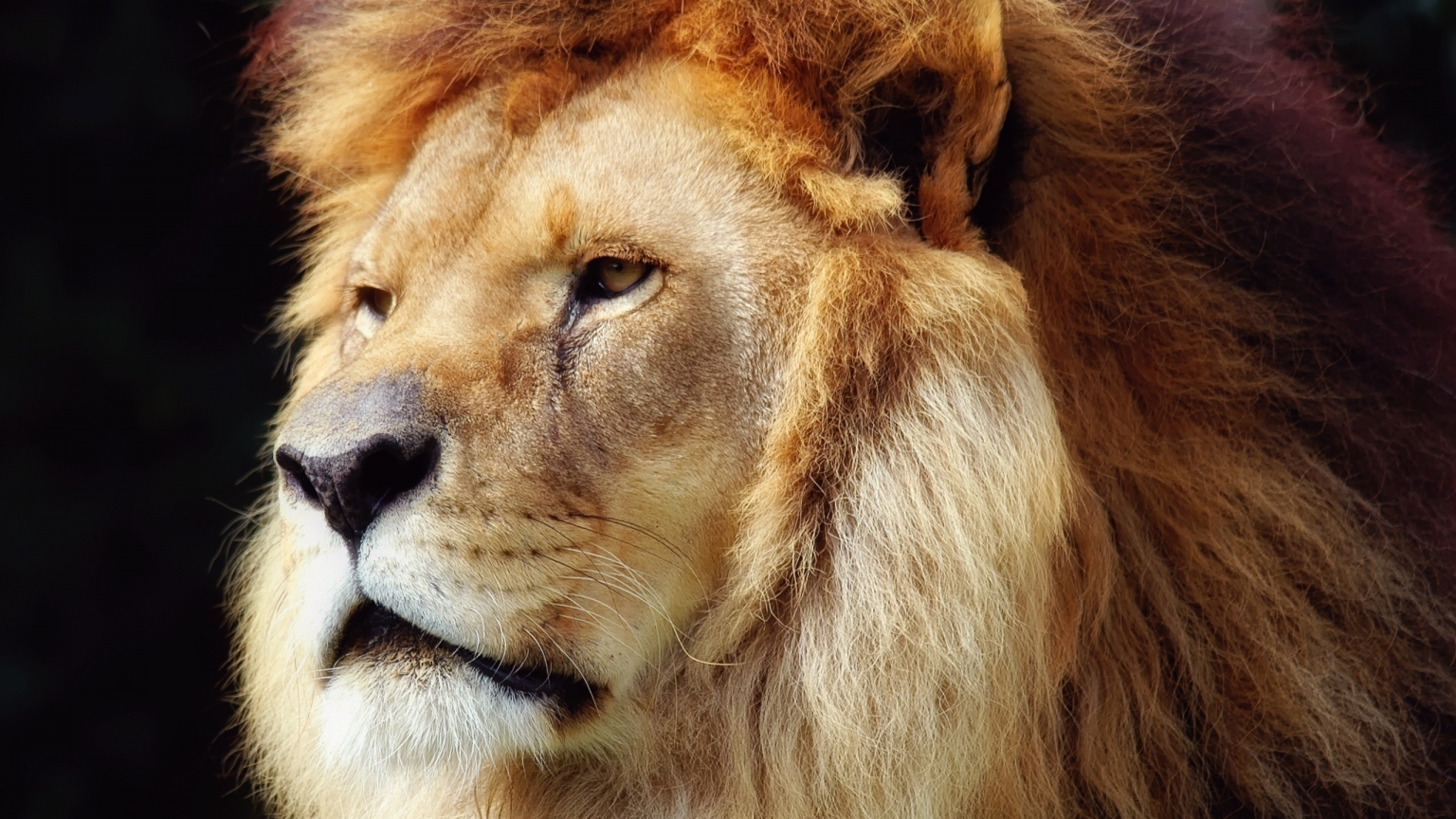 Lion Face for 1536 x 864 HDTV resolution