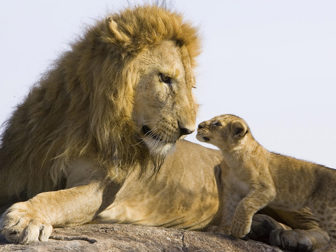 Lion Family Conversation for 1152 x 864 resolution