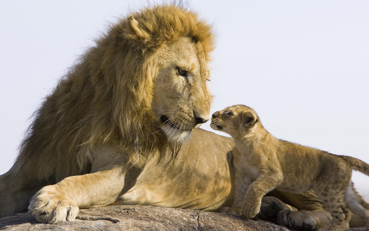 Lion Family Conversation for 1280 x 800 widescreen resolution