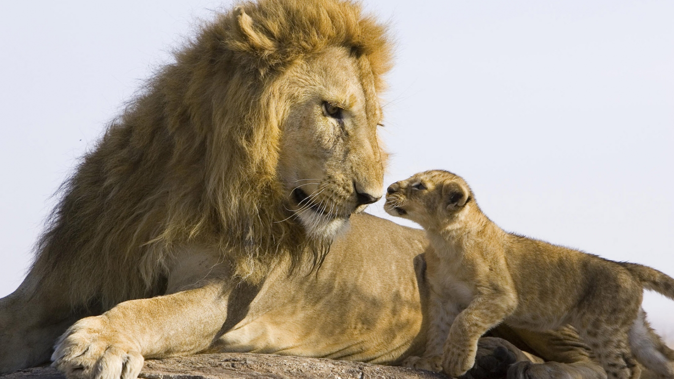 Lion Family Conversation for 1366 x 768 HDTV resolution