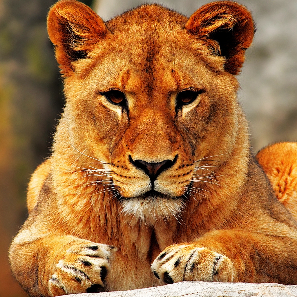 Lion Female for 1024 x 1024 iPad resolution
