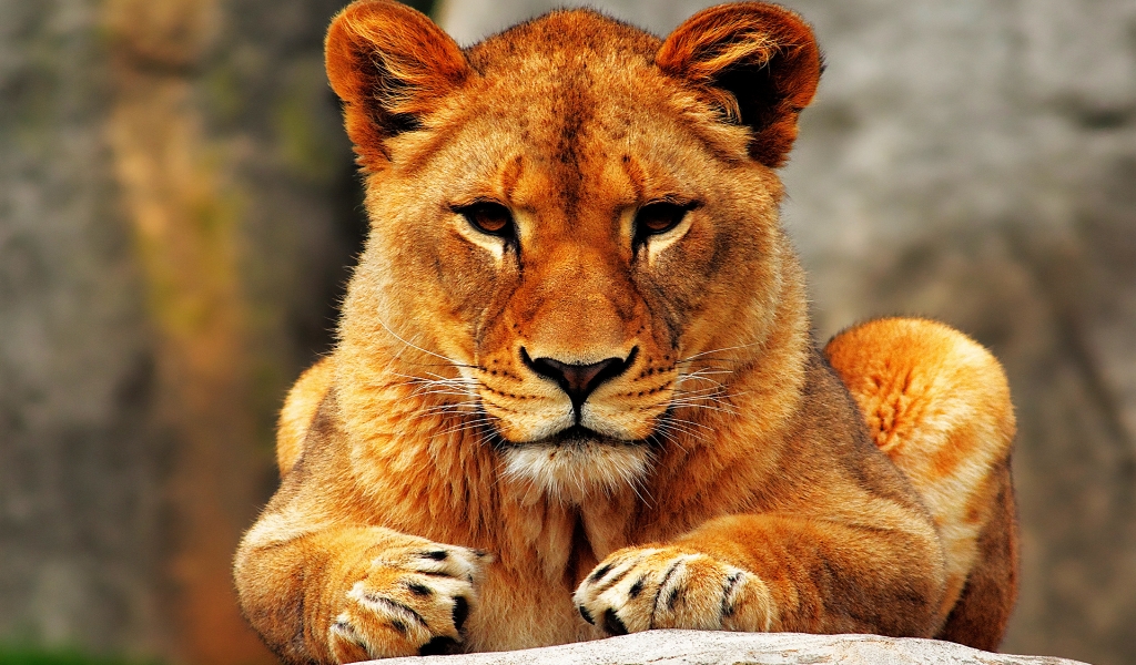 Lion Female for 1024 x 600 widescreen resolution