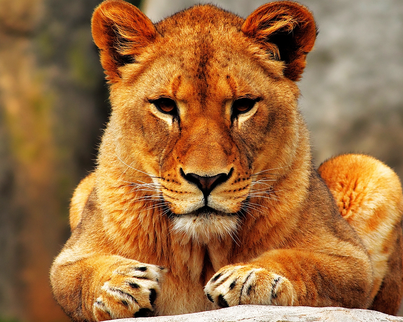 Lion Female for 1280 x 1024 resolution
