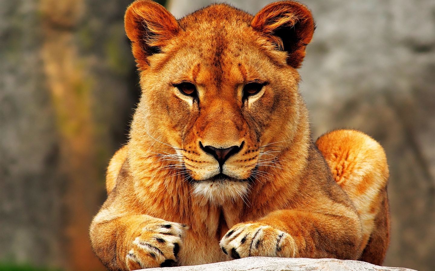 Lion Female for 1440 x 900 widescreen resolution