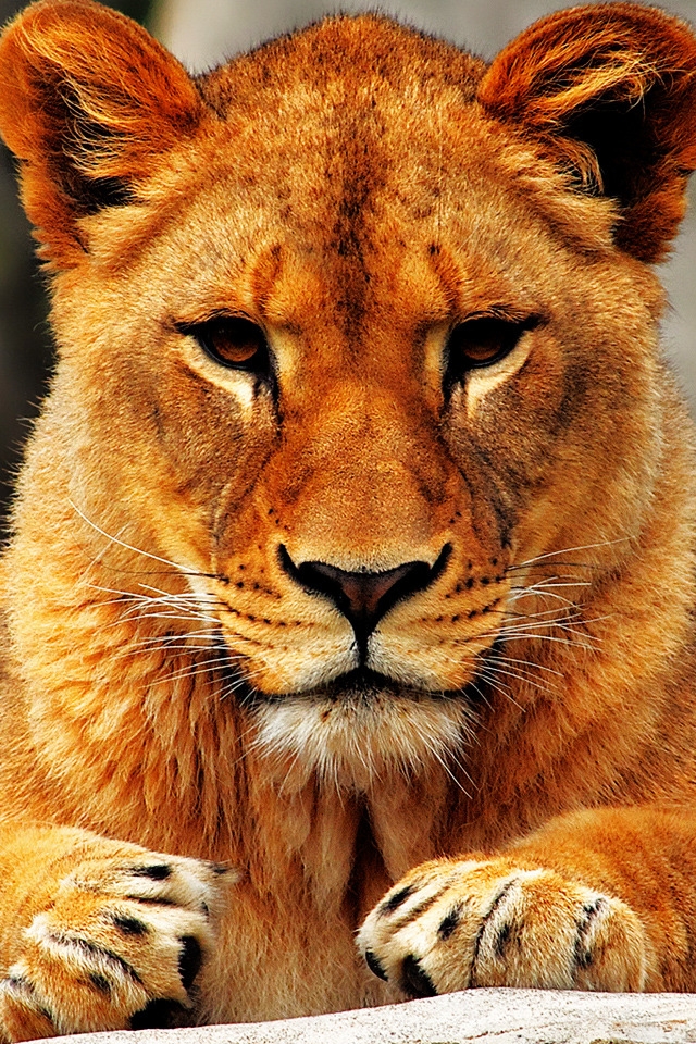 Lion Female for 640 x 960 iPhone 4 resolution