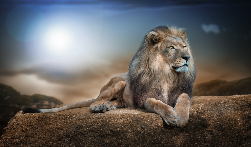 Lion in Jungle for 1024 x 600 widescreen resolution