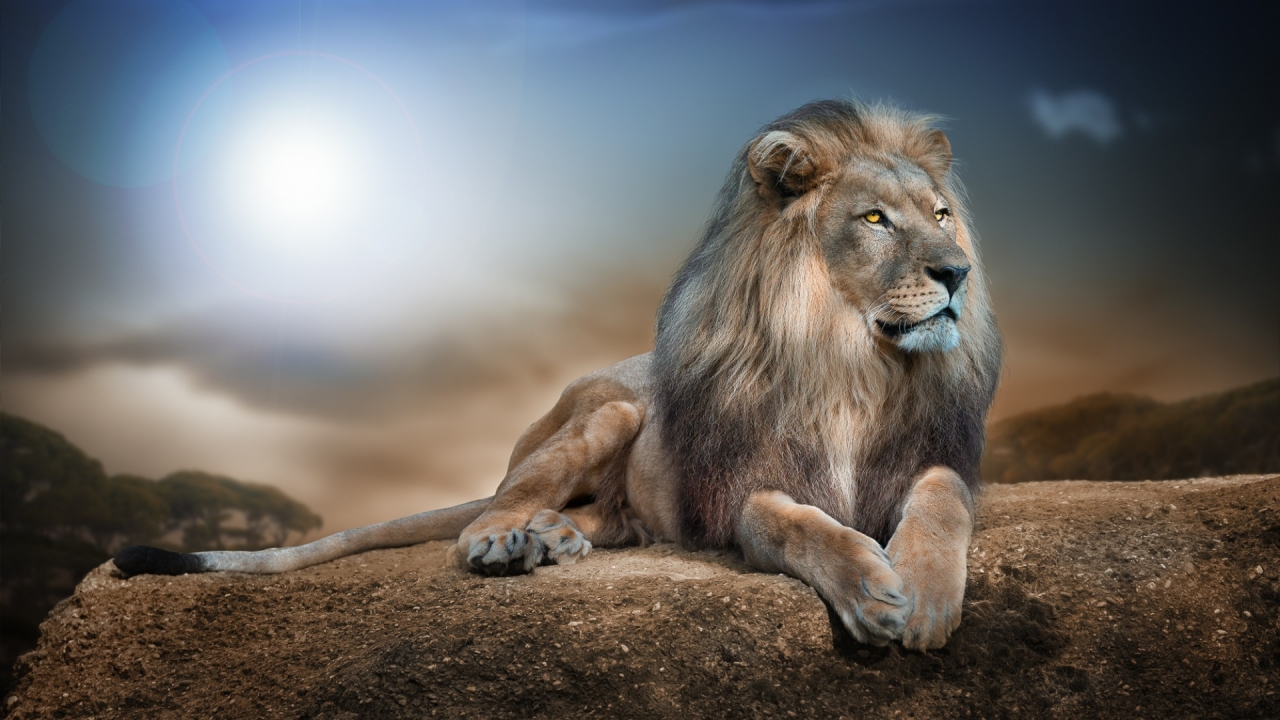 Lion in Jungle for 1280 x 720 HDTV 720p resolution