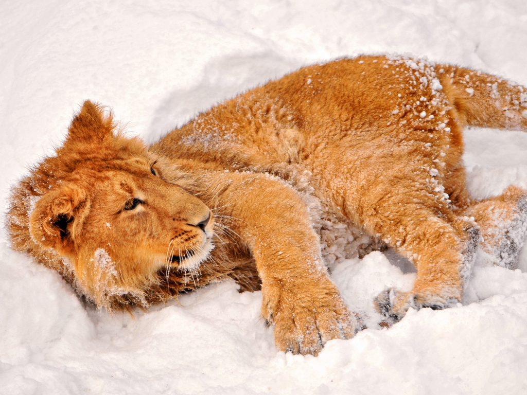 Lion playing in the snow for 1024 x 768 resolution
