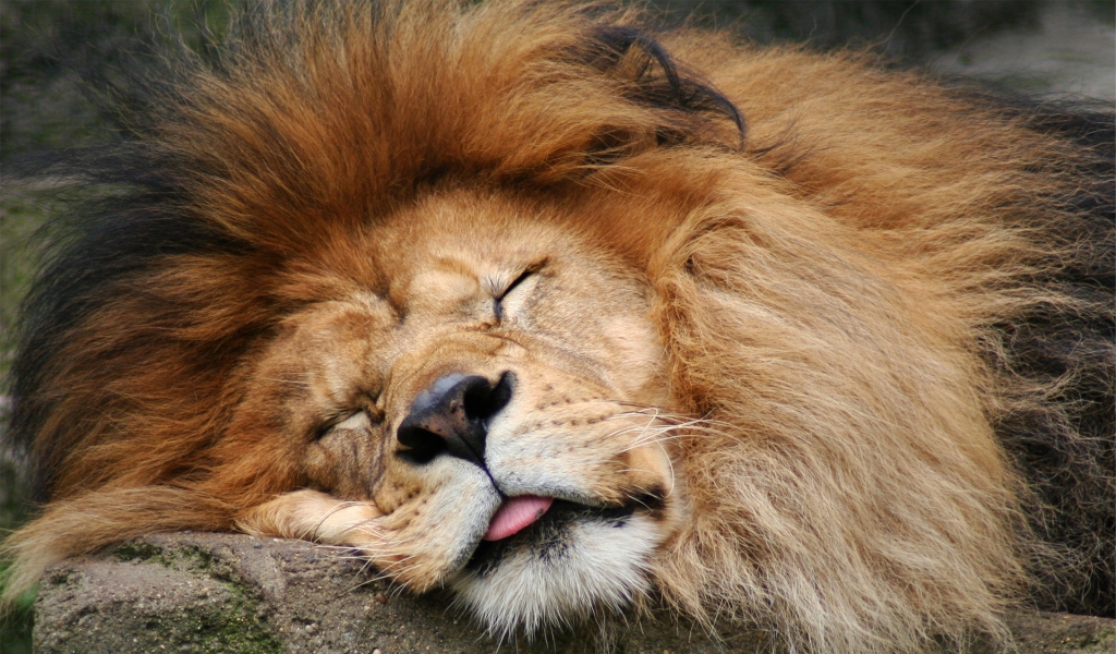 Lion Sleeping for 1024 x 600 widescreen resolution