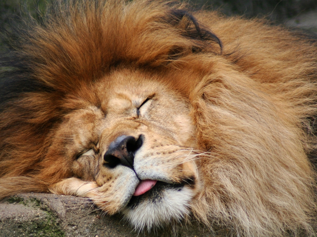 Lion Sleeping for 1024 x 768 resolution