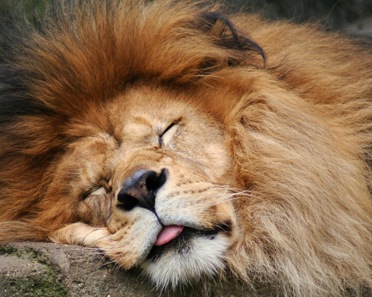 Lion Sleeping for 1280 x 1024 resolution