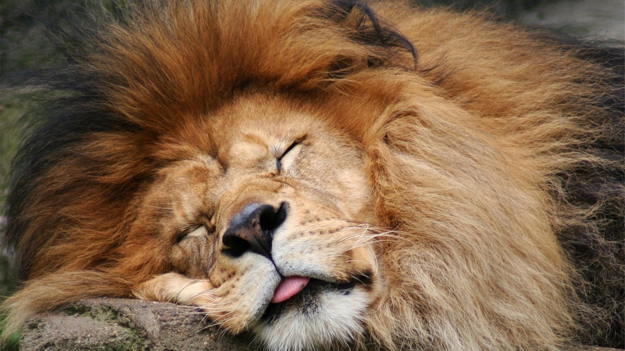 Lion Sleeping for 1280 x 720 HDTV 720p resolution