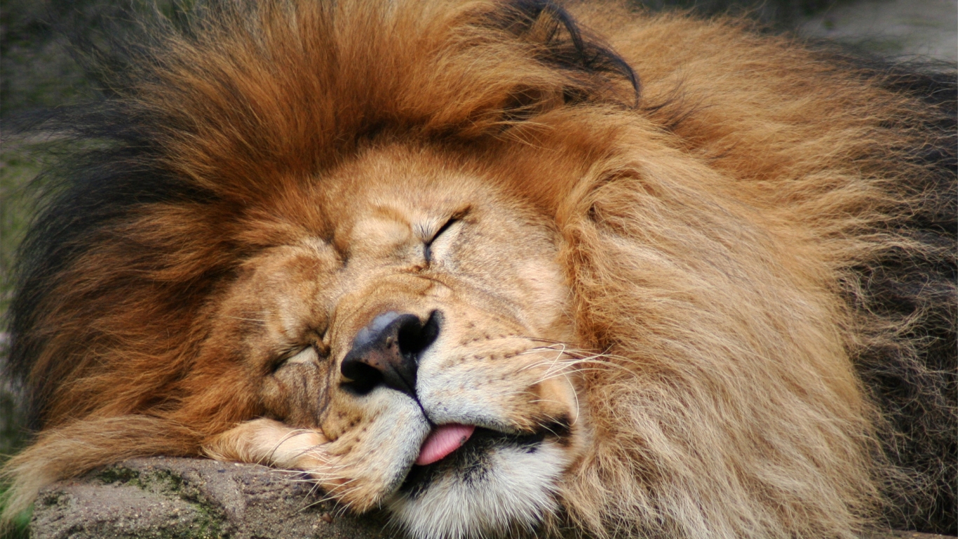Lion Sleeping for 1366 x 768 HDTV resolution