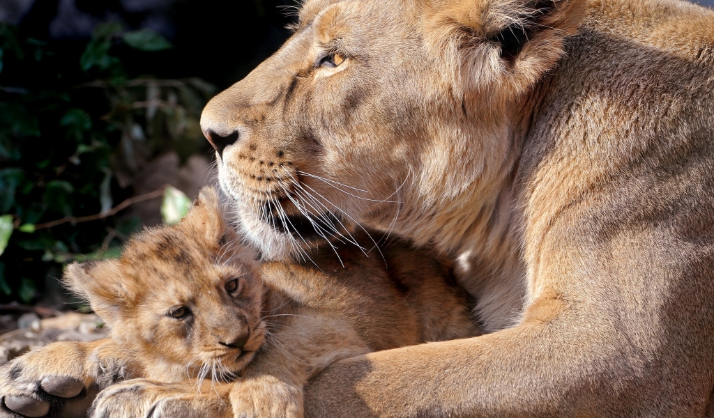 Lioness and her cub for 1024 x 600 widescreen resolution