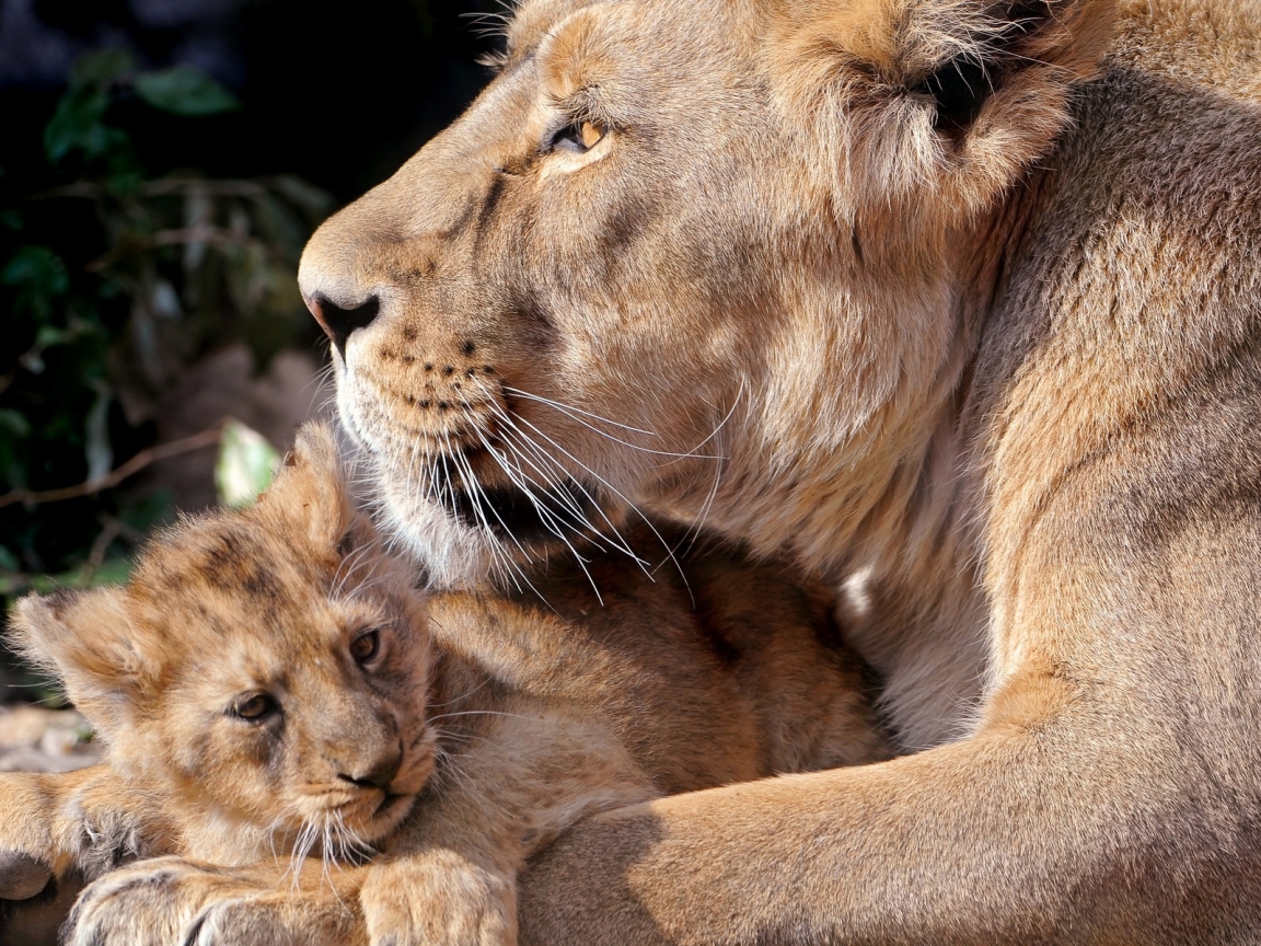 Lioness and her cub for 1152 x 864 resolution