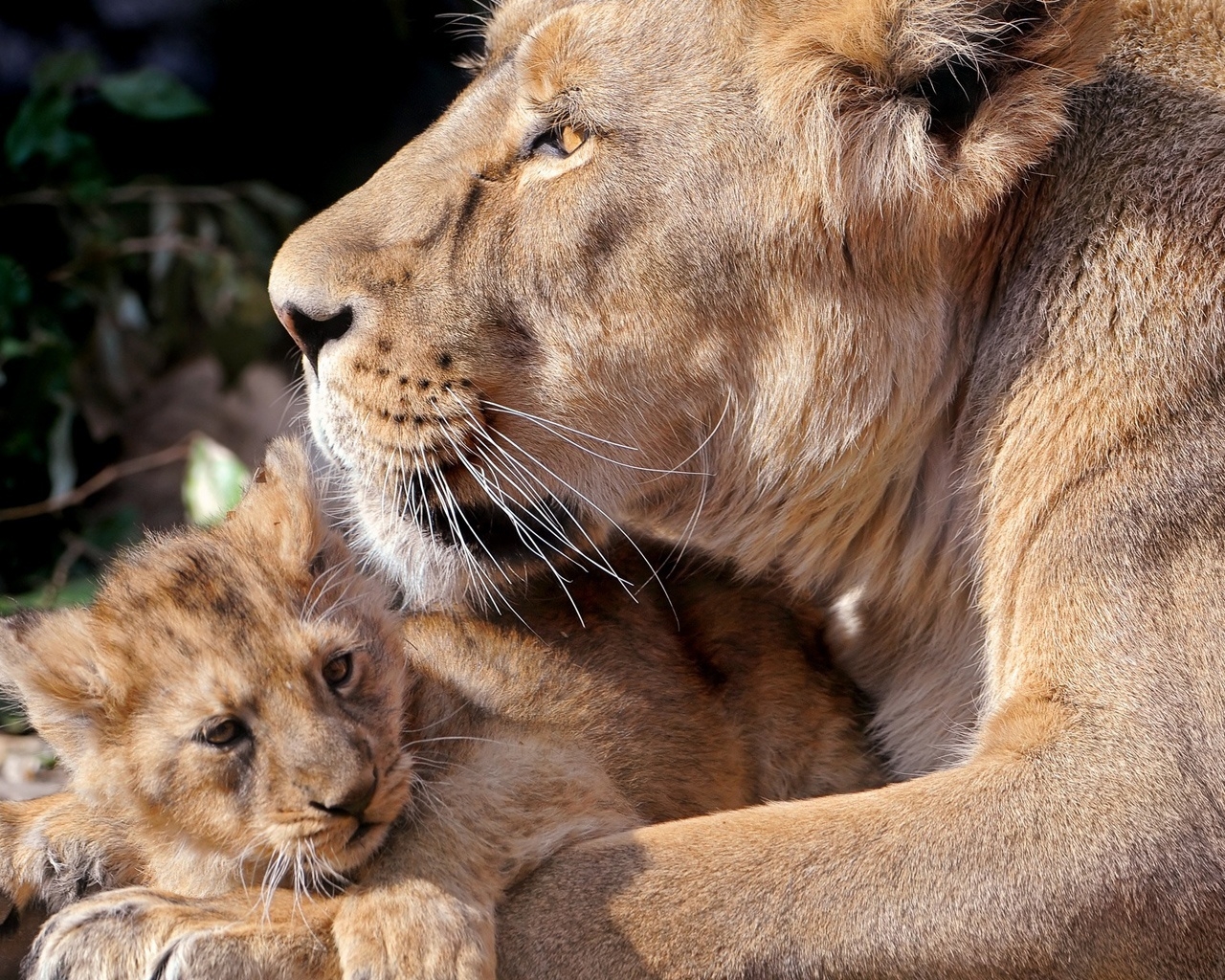 Lioness and her cub for 1280 x 1024 resolution