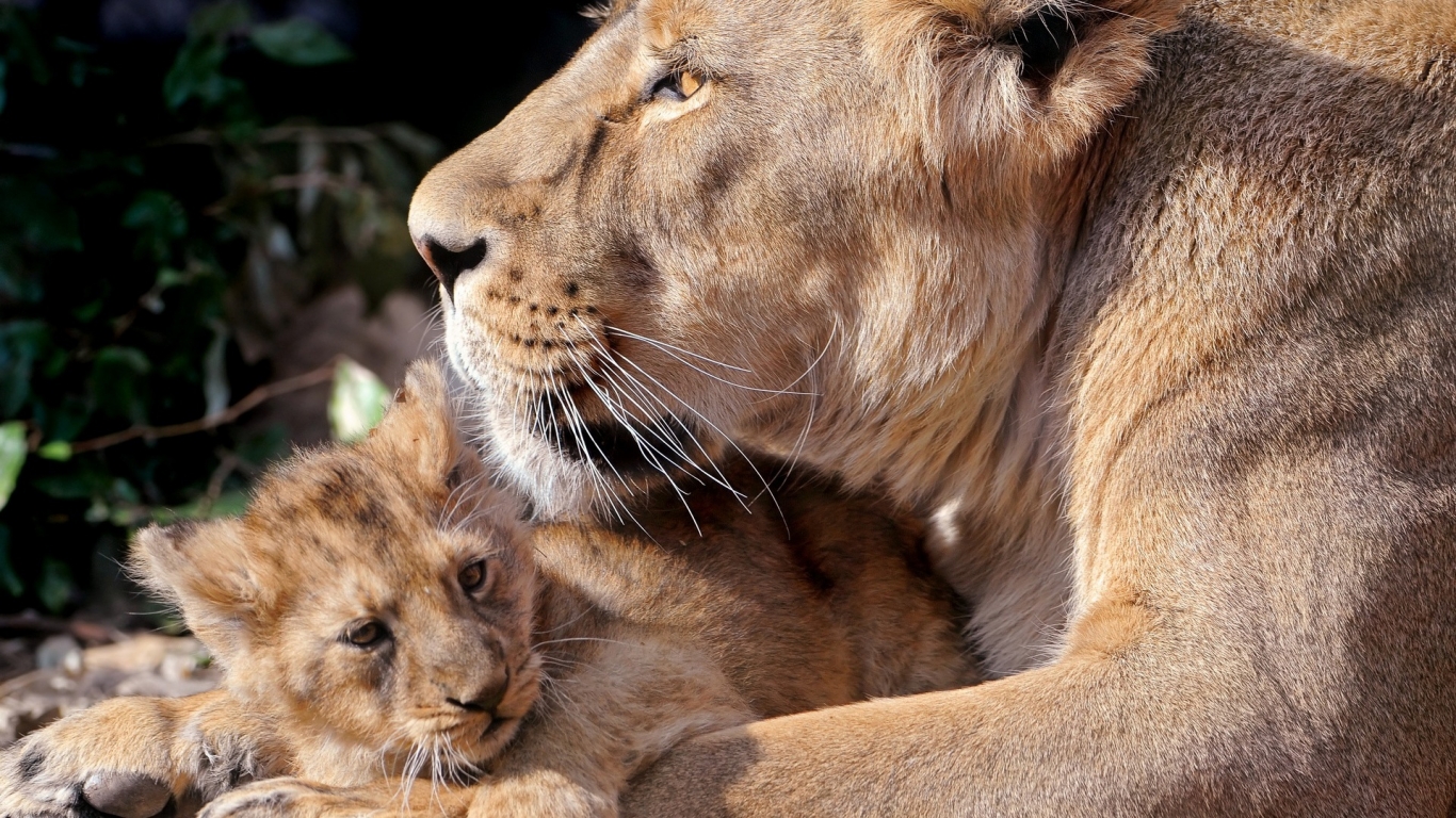 Lioness and her cub for 1366 x 768 HDTV resolution