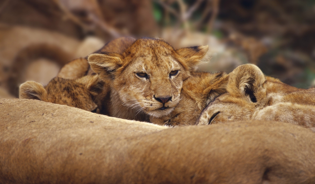 Lions Cubs for 1024 x 600 widescreen resolution
