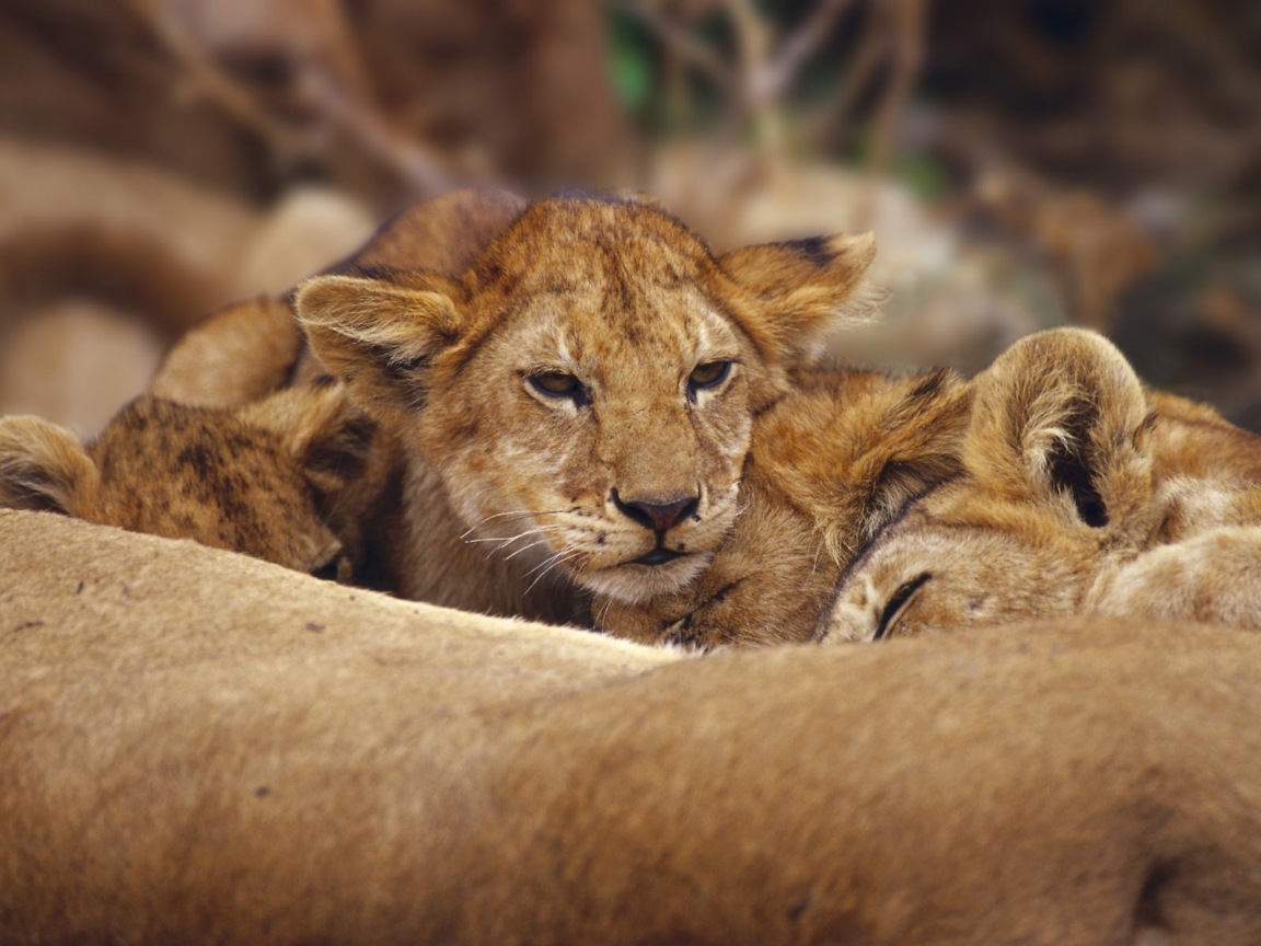 Lions Cubs for 1152 x 864 resolution
