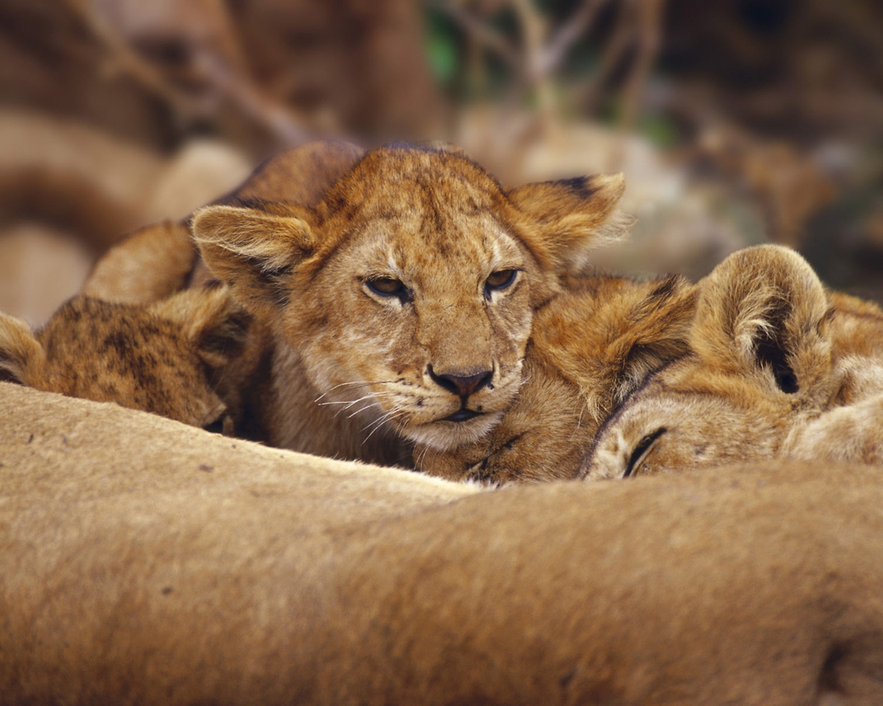 Lions Cubs for 1280 x 1024 resolution