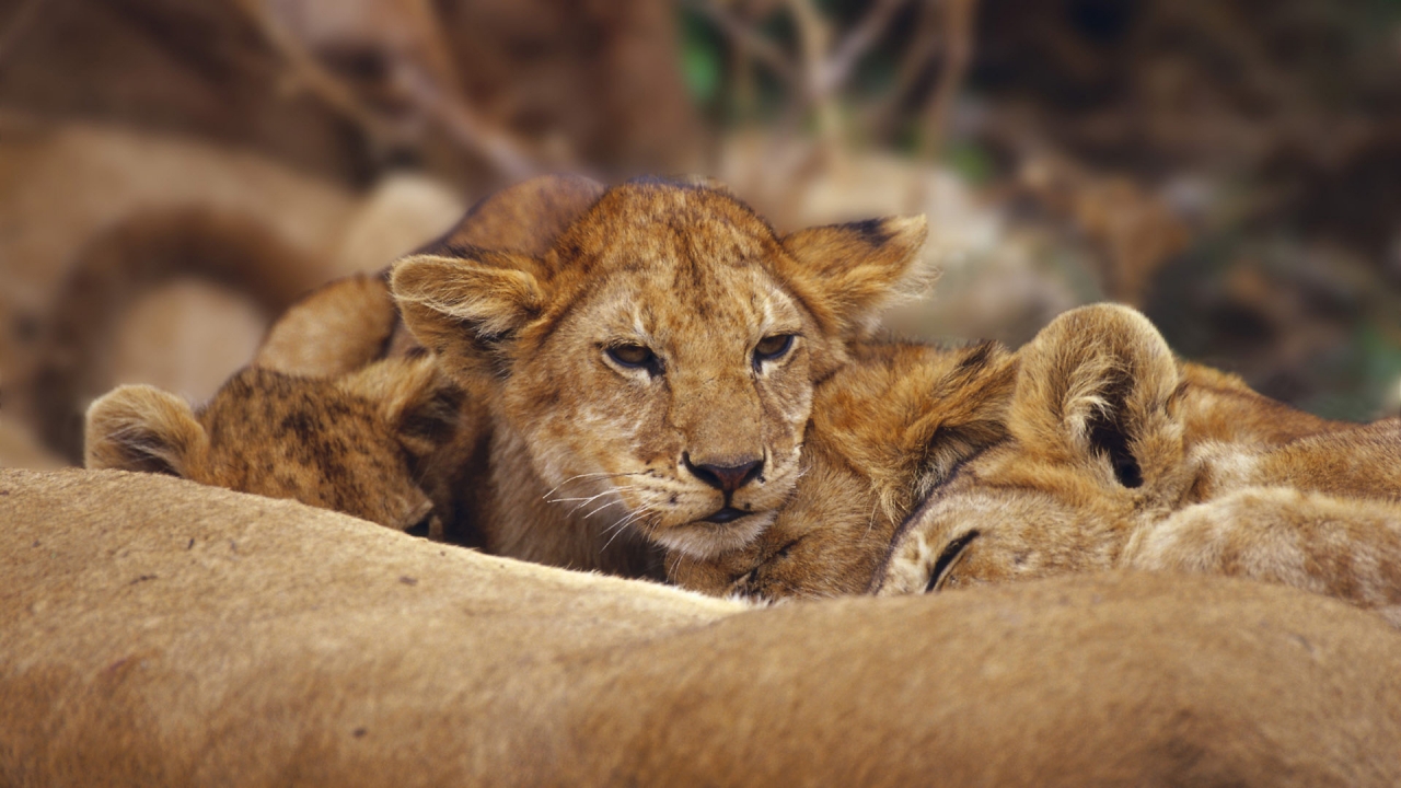 Lions Cubs for 1280 x 720 HDTV 720p resolution