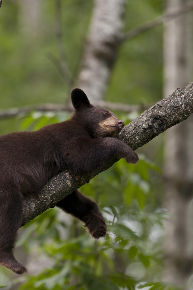 Little Bear Sleeping for 640 x 960 iPhone 4 resolution