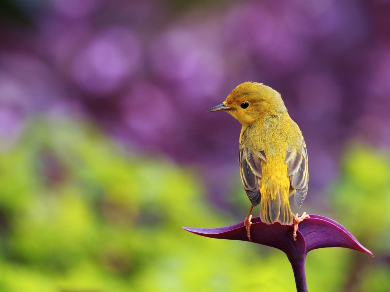 Little Bird for 1280 x 960 resolution