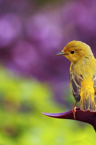 Little Bird for 320 x 480 iPhone resolution