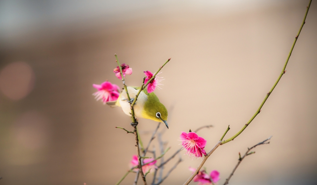 Little Bird on a Branch for 1024 x 600 widescreen resolution