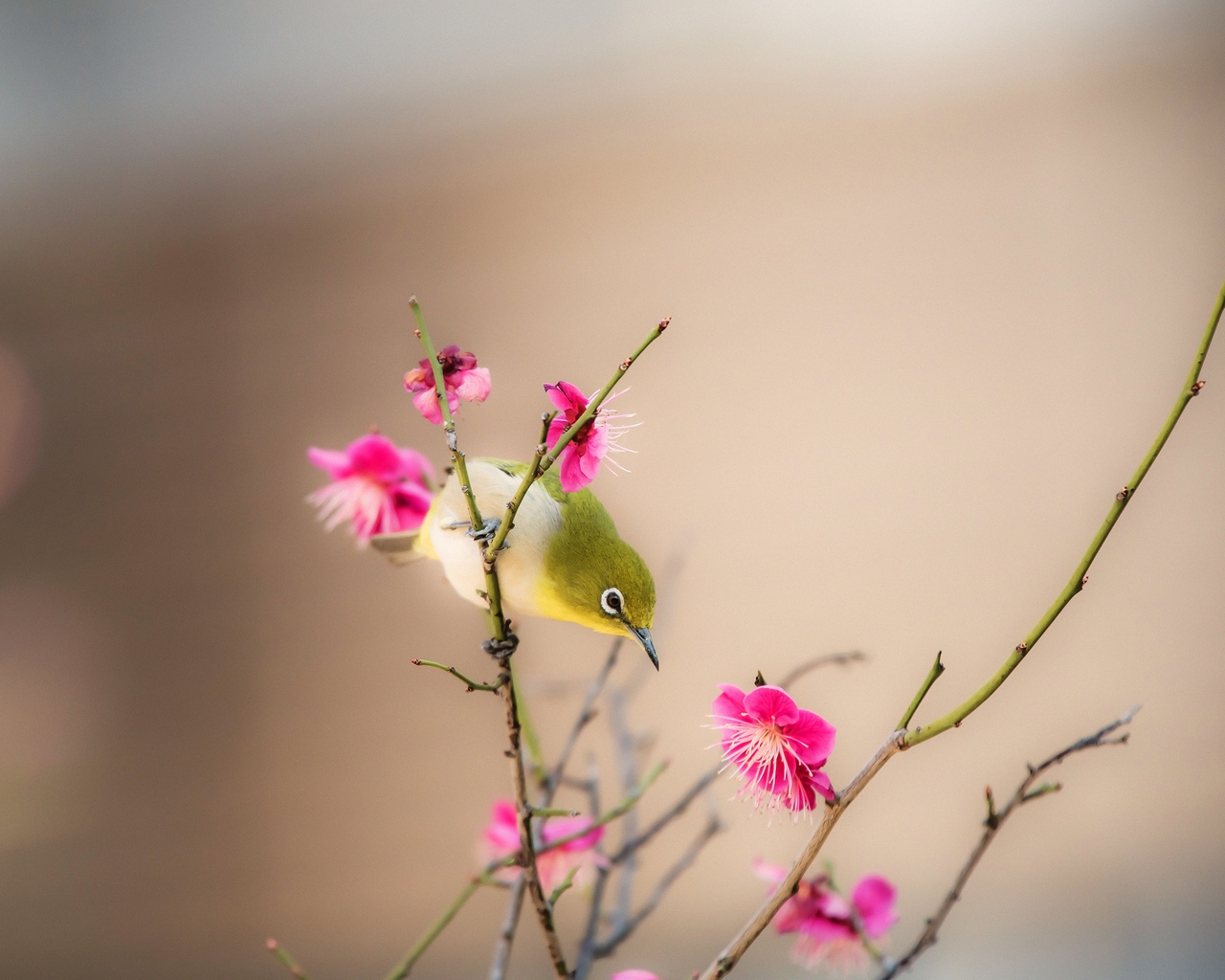 Little Bird on a Branch for 1280 x 1024 resolution