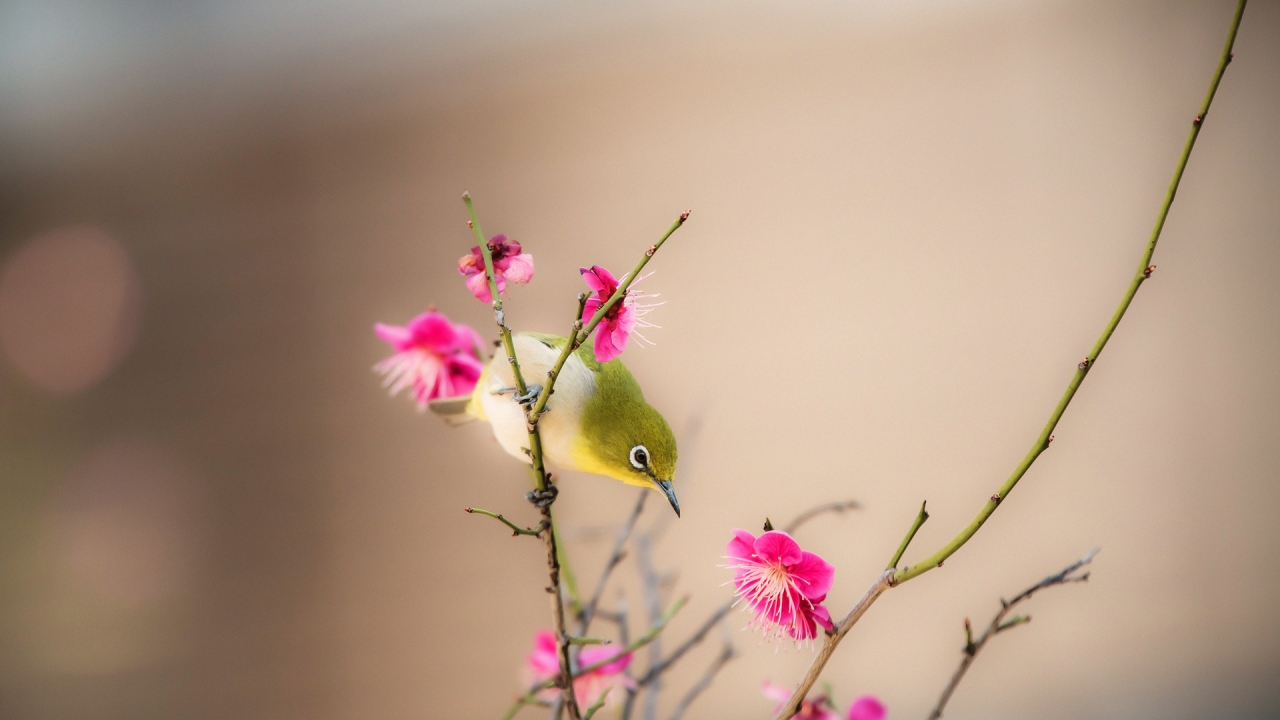 Little Bird on a Branch for 1280 x 720 HDTV 720p resolution