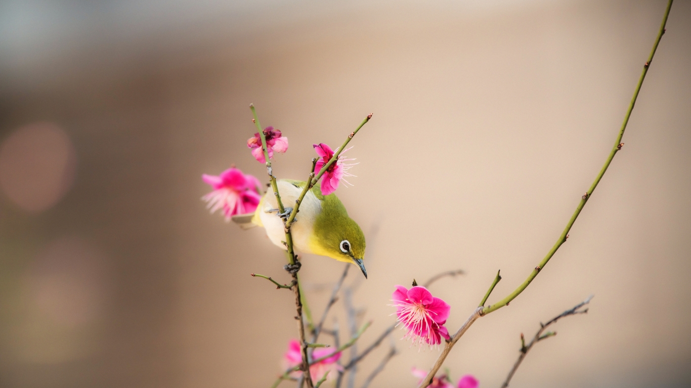 Little Bird on a Branch for 1366 x 768 HDTV resolution