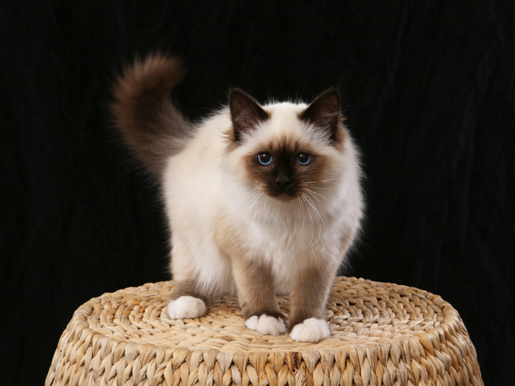 Little Birman Cat for 1024 x 768 resolution