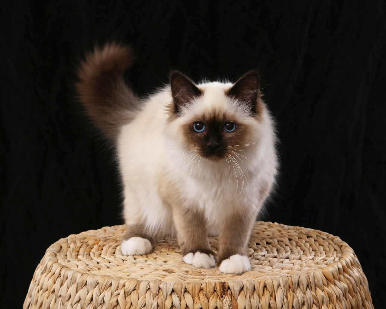 Little Birman Cat for 1280 x 1024 resolution
