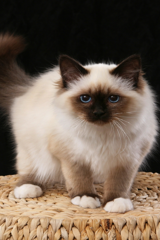 Little Birman Cat for 640 x 960 iPhone 4 resolution