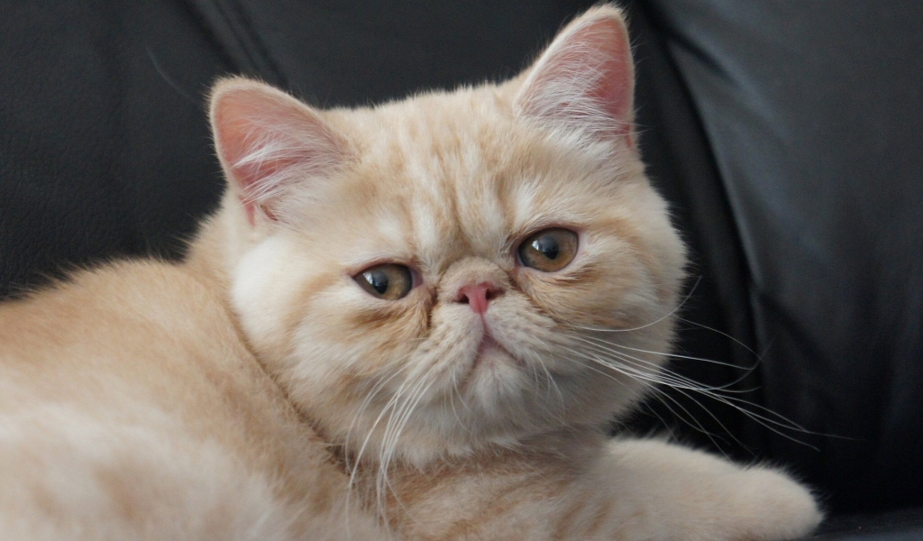 Little Exotic Shorthair Cat for 1024 x 600 widescreen resolution