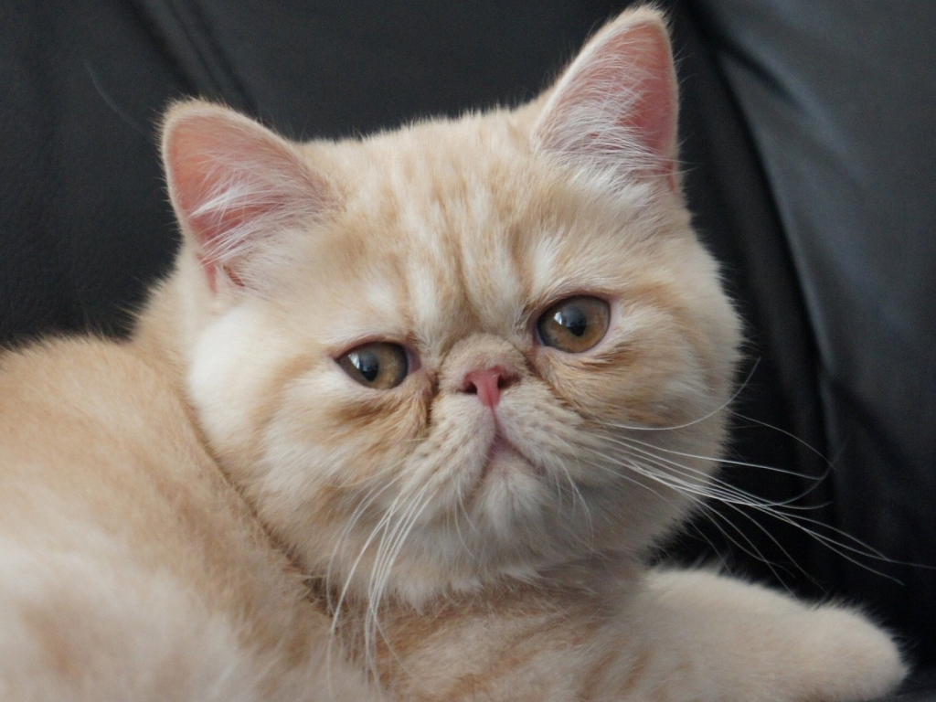 Little Exotic Shorthair Cat for 1024 x 768 resolution