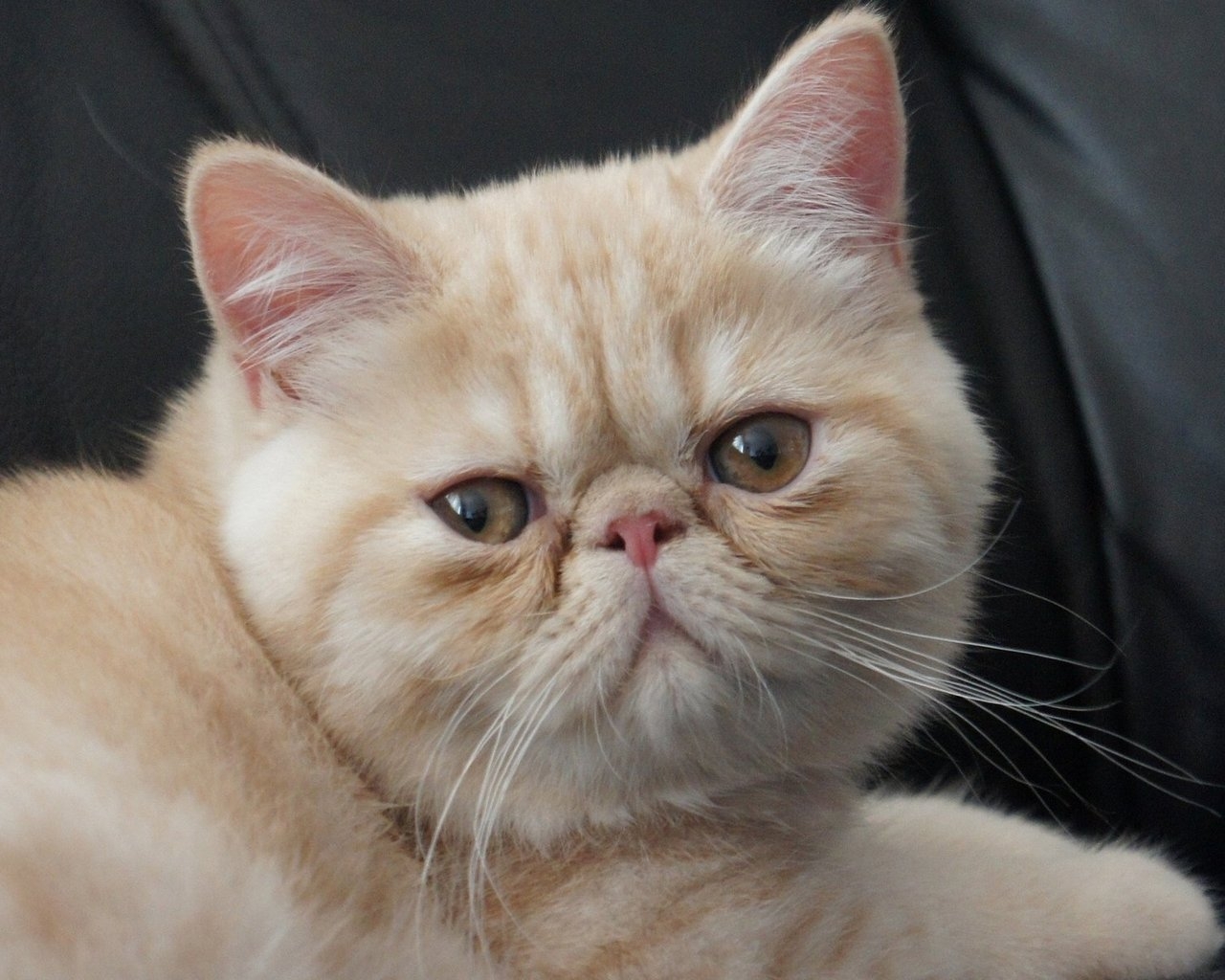 Little Exotic Shorthair Cat for 1280 x 1024 resolution